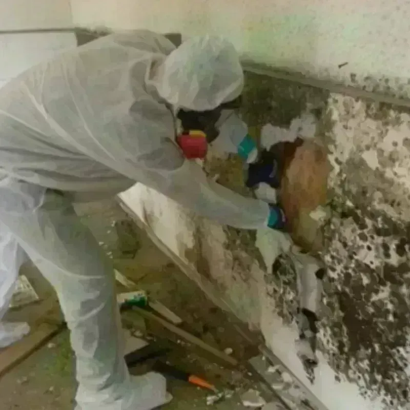 Mold Remediation and Removal in Bridgeview, IL